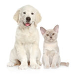 Tips to Keep Your Pet Calm During a Grooming Session